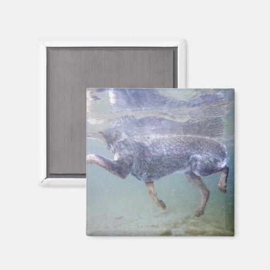 Sun Valley, Idaho, Verenigde Staten. Magneet (Voorkant / Achterkant)