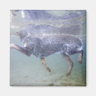 Sun Valley, Idaho, Verenigde Staten. Magneet