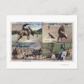 Sun Valley, IDRodeo Bull Dogging Scenes Briefkaart (Voorkant)