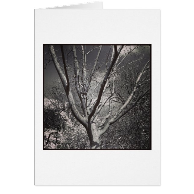 Sun Worshiping Tree (Voorkant)