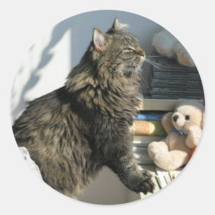 Sun Worshipping Cat Sticker