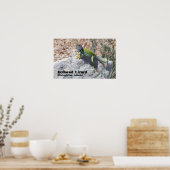 Sun Worshipping Colorful Collared Lizard Foto Poster (Keuken)