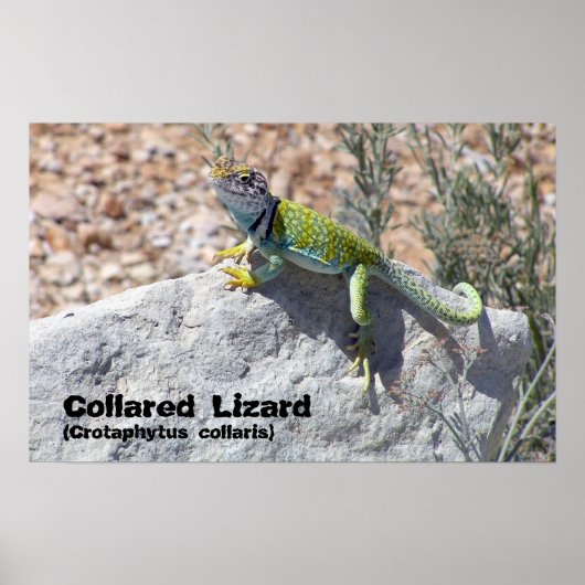 Sun Worshipping Colorful Collared Lizard Foto Poster (Voorkant)
