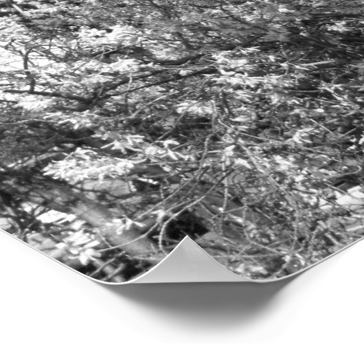 Sun Worshipping Tree Poster (Hoek)