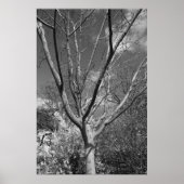 Sun Worshipping Tree Poster (Voorkant)