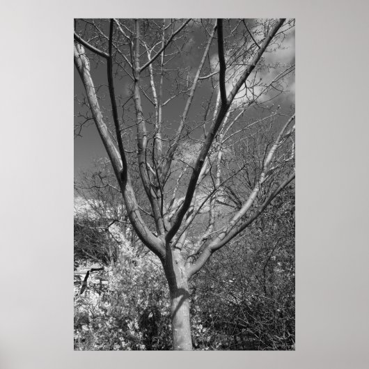 Sun Worshipping Tree Poster (Voorkant)