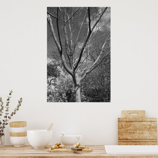Sun Worshipping Tree Poster (Keuken)
