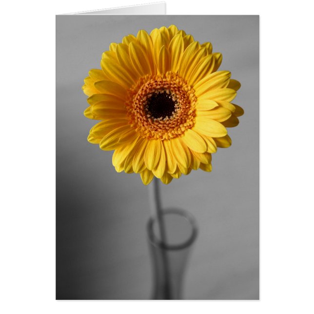 Sun Yellow Gerbera (Voorkant)