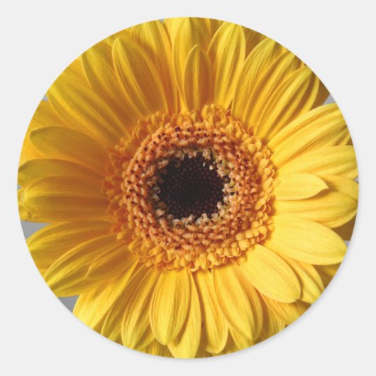 Sun Yellow Gerbera Ronde Sticker (Voorkant)