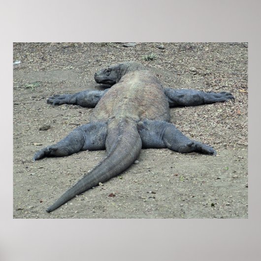 Sunbathing Dragon Poster (Voorkant)