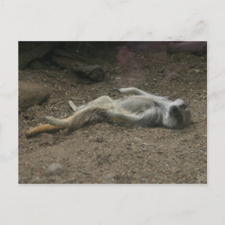 Sunbathing Meerkat Briefkaart