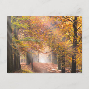Sunbeams in een herfstbos-briefkaart briefkaart