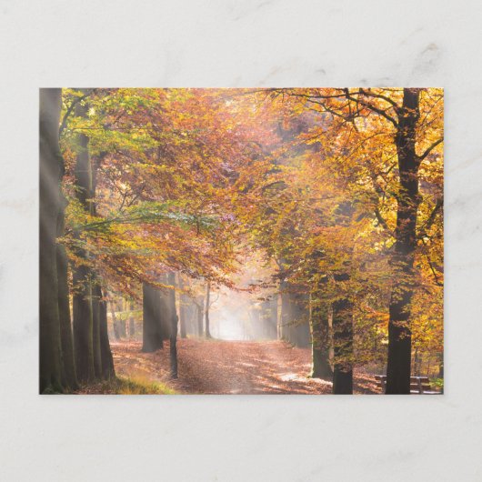 Sunbeams in een herfstbos-briefkaart briefkaart (Voorkant)