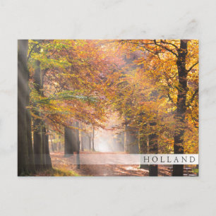 Sunbeams in een herfstbos, Holland bar briefkaart