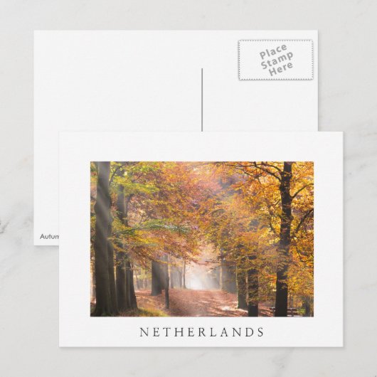 Sunbeams in een herfstbos wit briefkaart (Voorkant / Achterkant)