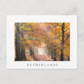 Sunbeams in een herfstbos wit briefkaart (Voorkant)