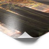 Sunbeams in een herfstbosfoto foto afdruk (Hoek)