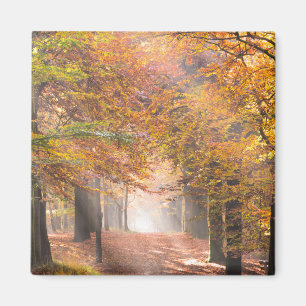 Sunbeams in een herfstbosmagneet magneet