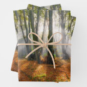 Sunbeams in een slecht beukenbos in de herfst - inpakpapier vel (In situ)