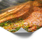 Sunbeams in een slecht beukenbos in de herfst - poster (Hoek)