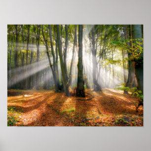 Sunbeams in een slecht beukenbos in de herfst - poster