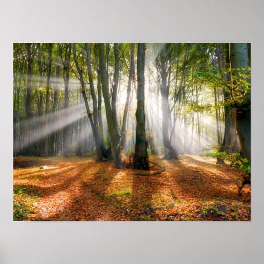 Sunbeams in een slecht beukenbos in de herfst - poster (Voorkant)