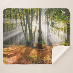 Sunbeams in een slecht beukenbos in de herfst - sherpa deken
