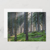 Sunbeams in het Zwarte Woud Briefkaart (Voorkant / Achterkant)