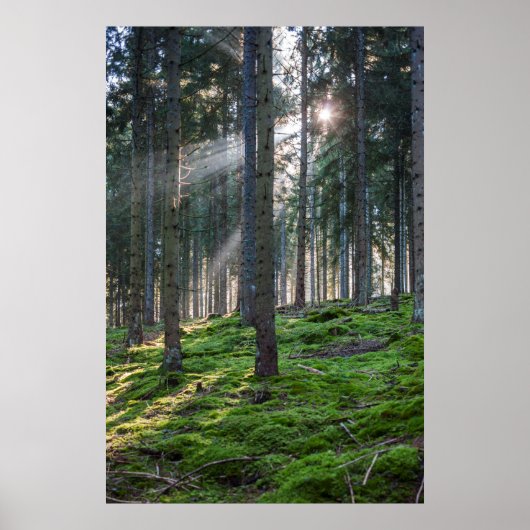 Sunbeams in het Zwarte Woud Poster (Voorkant)
