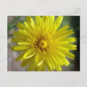 Sunburst Dew Briefkaart (Voorkant)