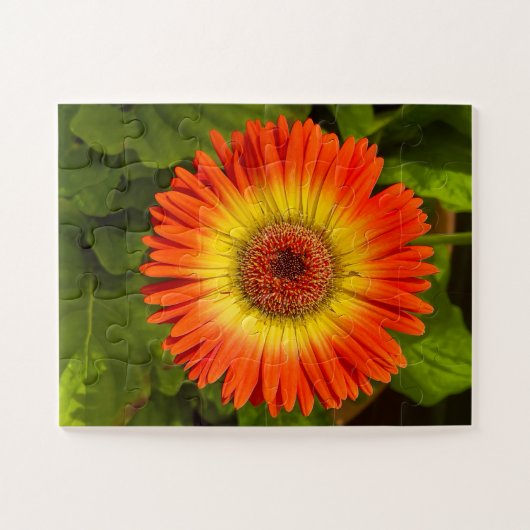Sunburst Gerbera | Alzheimer’s Tribute Legpuzzel (Horizontaal)