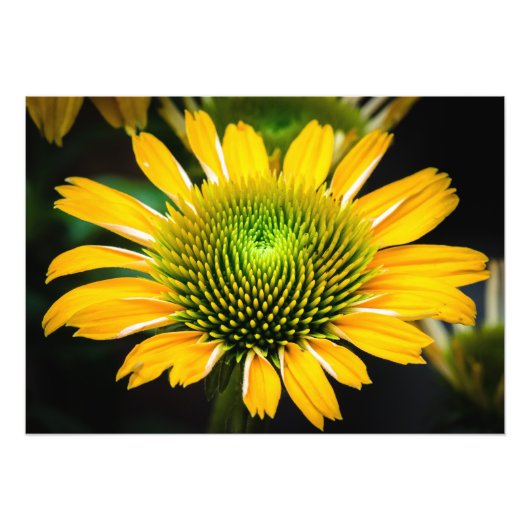 Sunburst Yellow Coneflower Foto Afdruk (Voorkant)