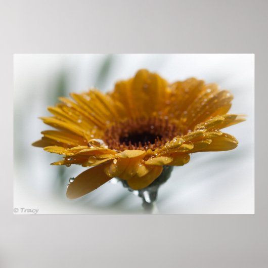 Sunchyme Gerbera Poster (Voorkant)