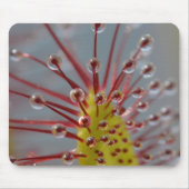 Sundew Carnivorous Plant Mousepad Muismat (Voorkant)