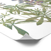 Sundial Lupine Wildflower Poster (Hoek)