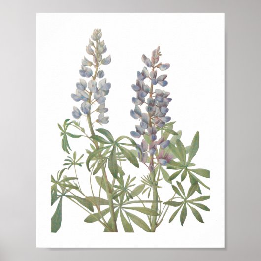 Sundial Lupine Wildflower Poster (Voorkant)