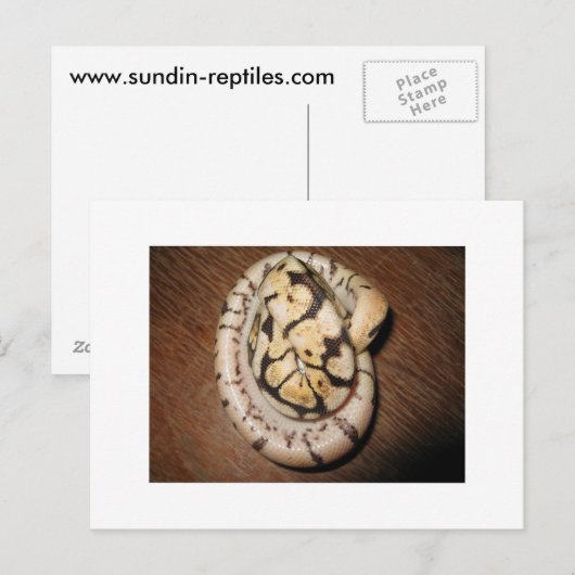 Sundin Ball Pythons Briefkaart (Voorkant / Achterkant)