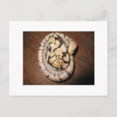 Sundin Ball Pythons Briefkaart (Voorkant)