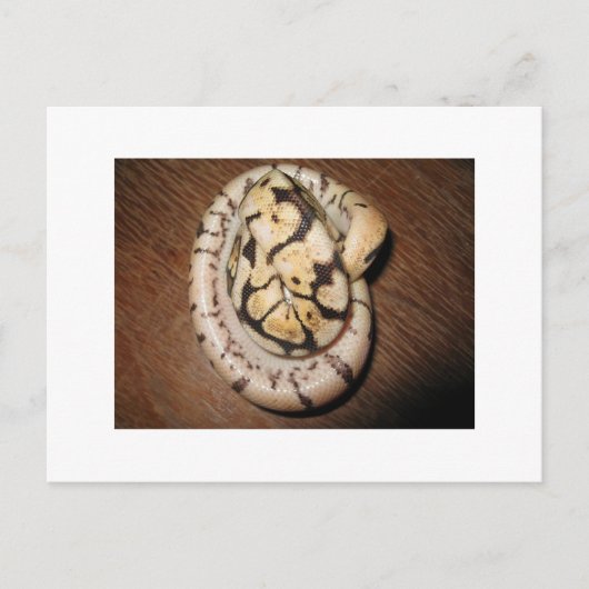 Sundin Ball Pythons Briefkaart (Voorkant)