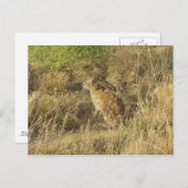 Sundown Jackrabbit Briefkaart (Voorkant / Achterkant)