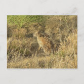 Sundown Jackrabbit Briefkaart (Voorkant)