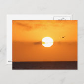 Sundown over de oceaan: pelikaans briefkaart (Voorkant / Achterkant)