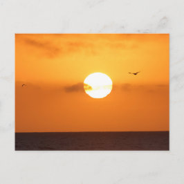 Sundown over de oceaan: pelikaans briefkaart