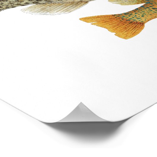 Sunfish Art Poster (Hoek)