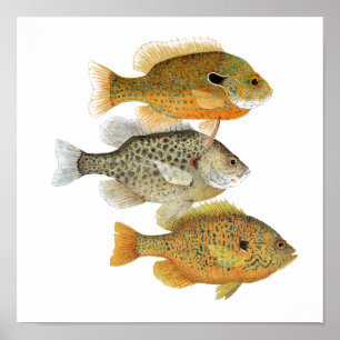 Sunfish Art Poster