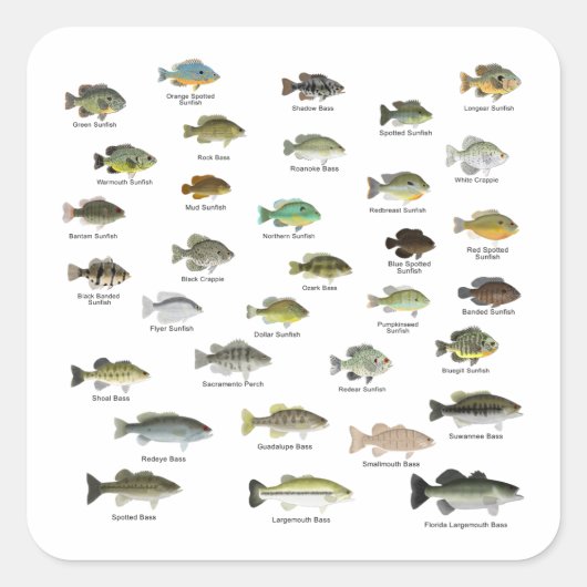 Sunfish Family Group Vierkante Sticker (Voorkant)