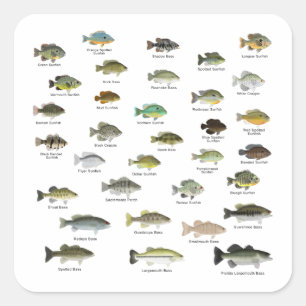 Sunfish Family Group Vierkante Sticker