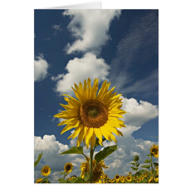 SUNFLOWER (Voorkant)