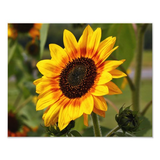 Sunflower aka Helianthus Foto Afdruk (Voorkant)
