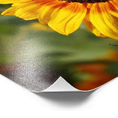 Sunflower aka Helianthus Foto Afdruk (Hoek)